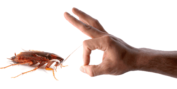 شركة مكافحة صراصير- 10 حقائق مثيرة للاهتمام حول الصراصير